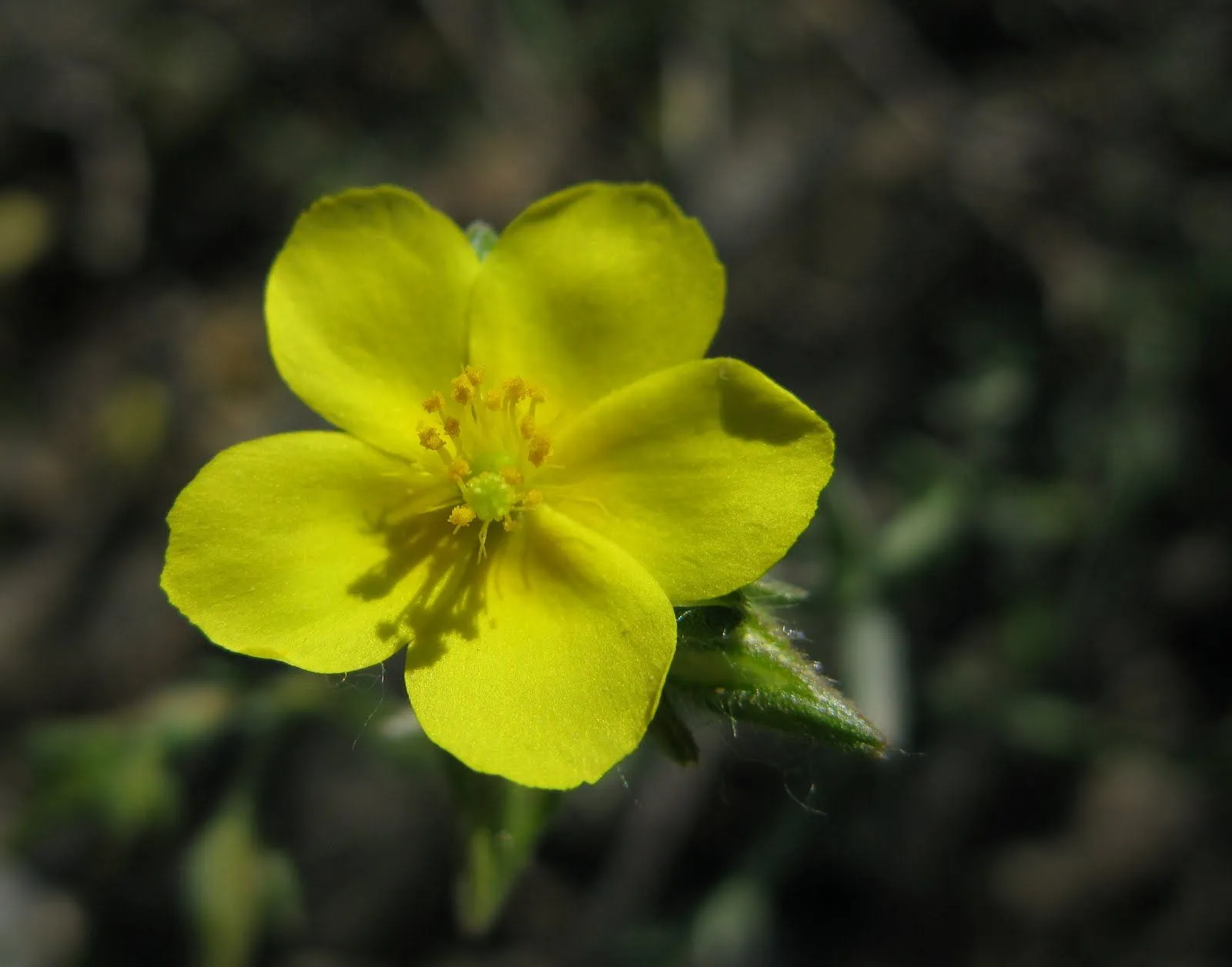 Flores y Palabras: ¿Alguien le pone nombre a esta flor?