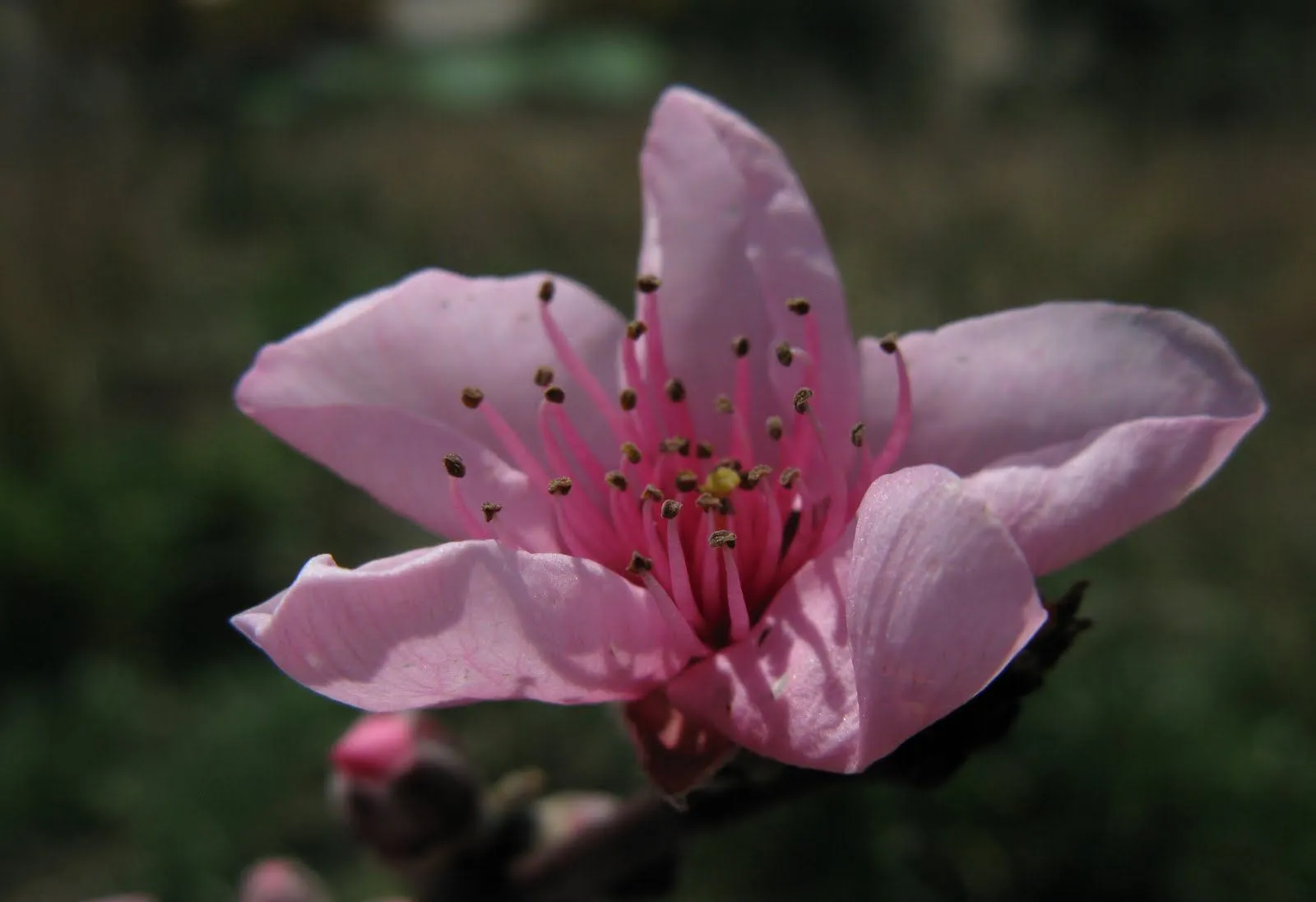 Flores y Palabras: Flor de melocotón