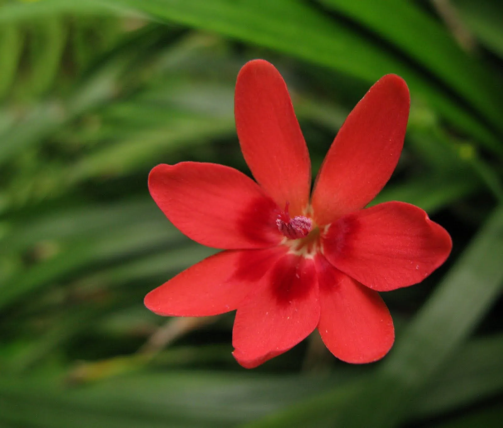 Flores y Palabras: Flor roja