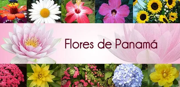 Flores de Panamá | Actividades | SGI Panamá