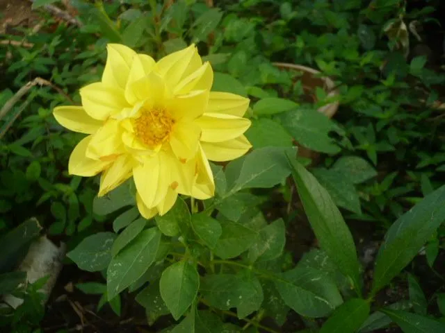 flores de Panama - Foro de InfoJardín