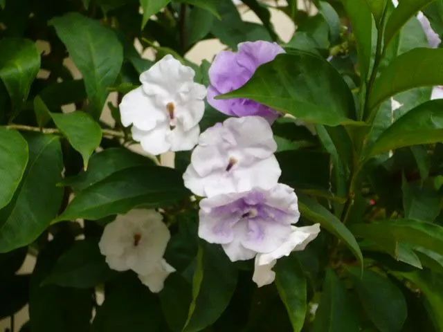 flores de Panama - Foro de InfoJardín