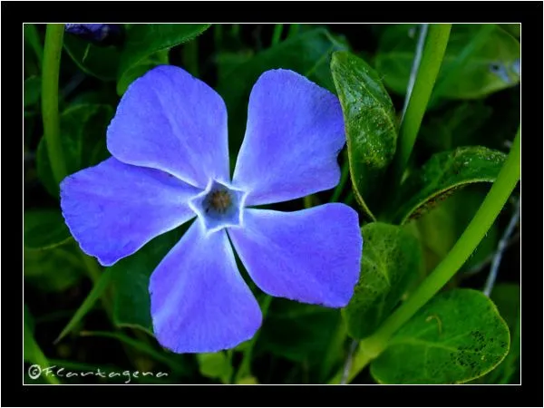 Flores de 5 pétalos - Imagui