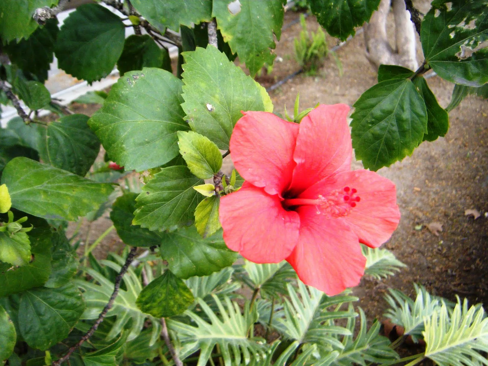 Flores de 5 petalos y sus nombres - Imagui