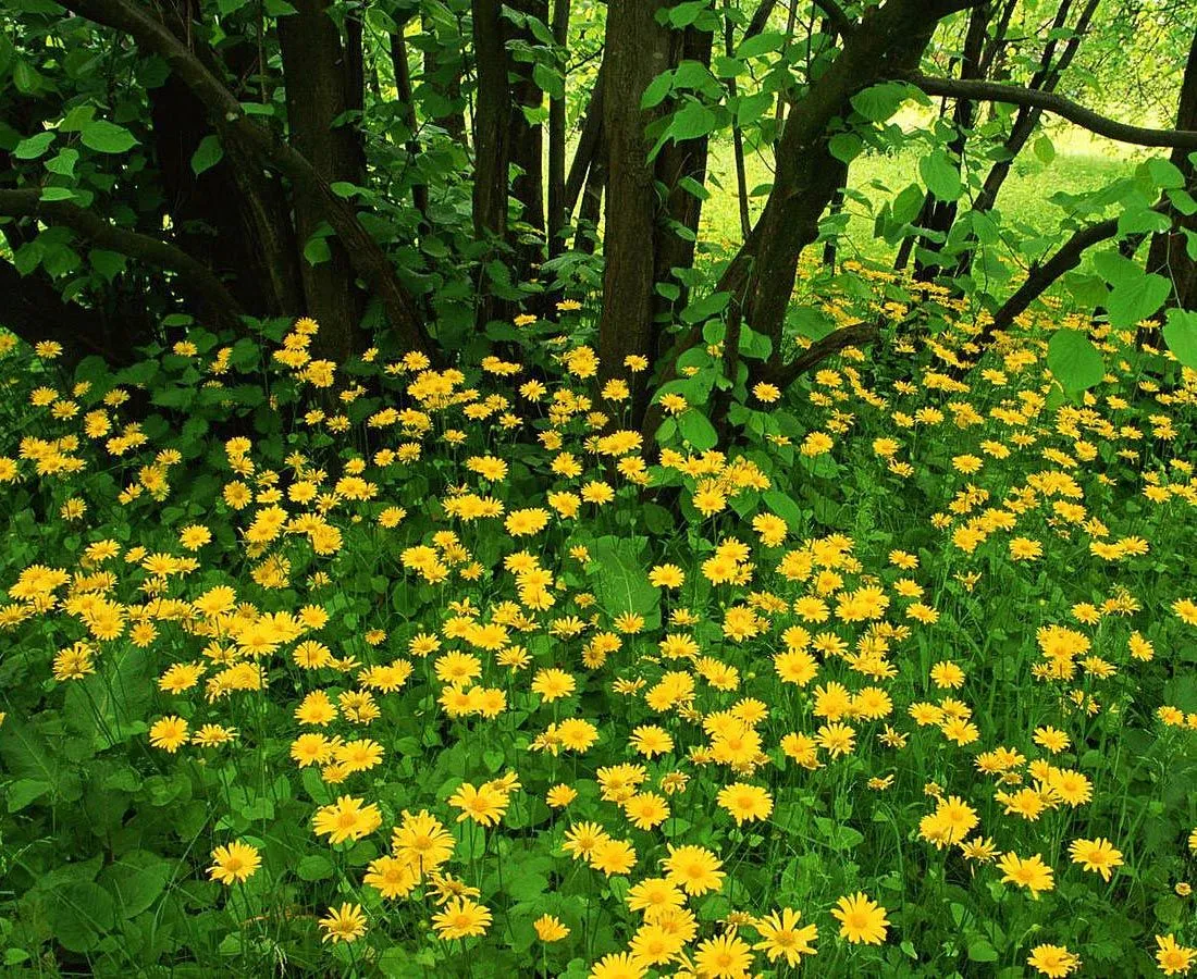 Flores y Plantas muy lindas - Taringa!