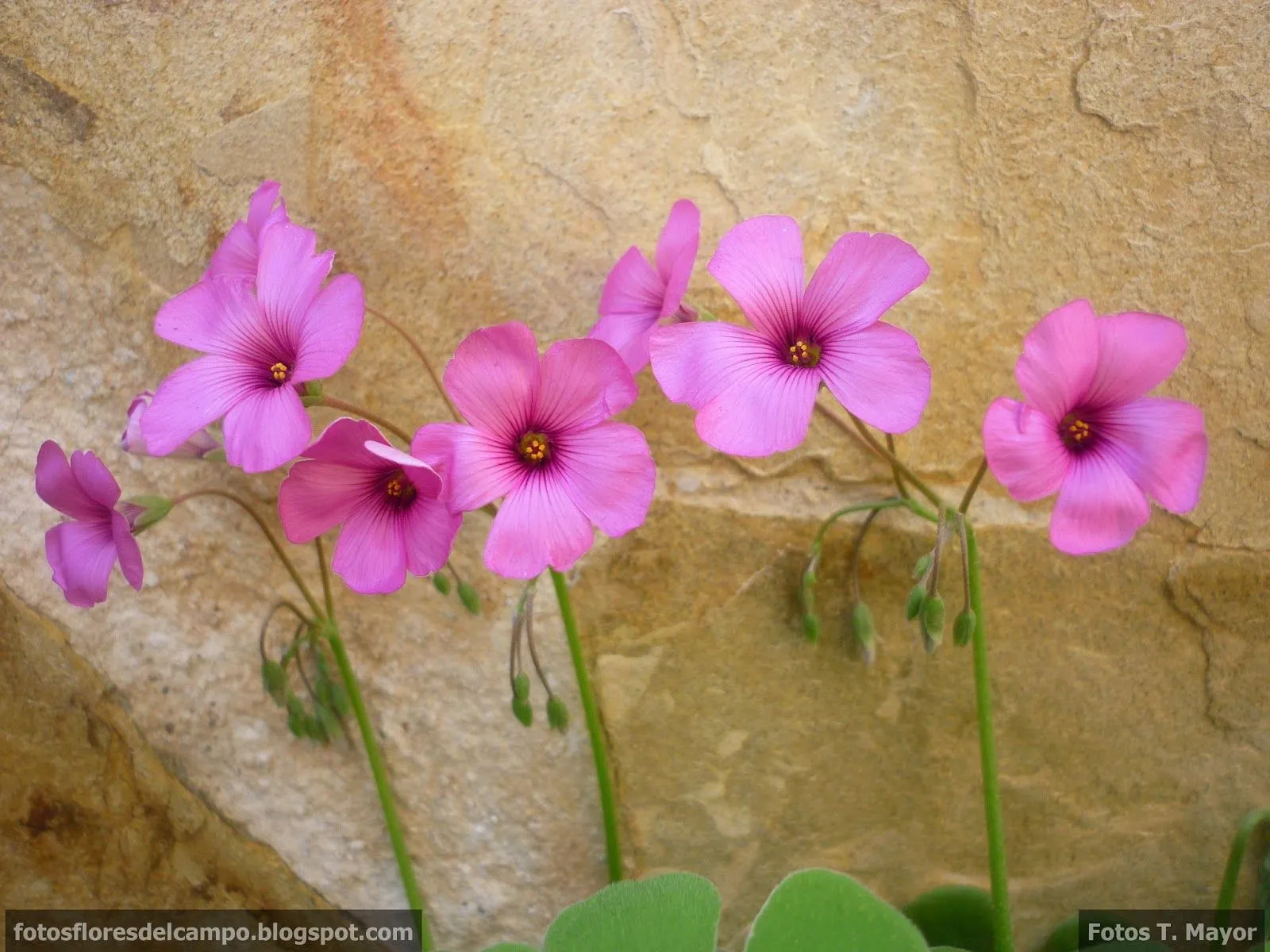 Flores y plantas silvestres: "Oxalis articulata". Vinagrillo de ...