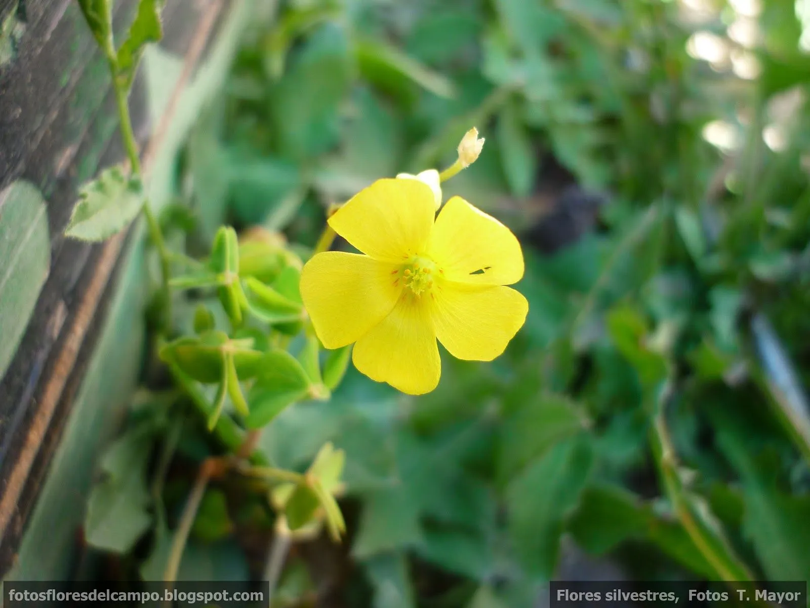 Flores y plantas silvestres: "Oxalis pes-caprae". Vinagrillo de ...