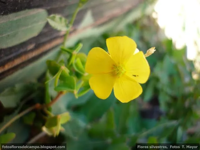 Flores y plantas silvestres: "Oxalis pes-caprae". Vinagrillo de ...