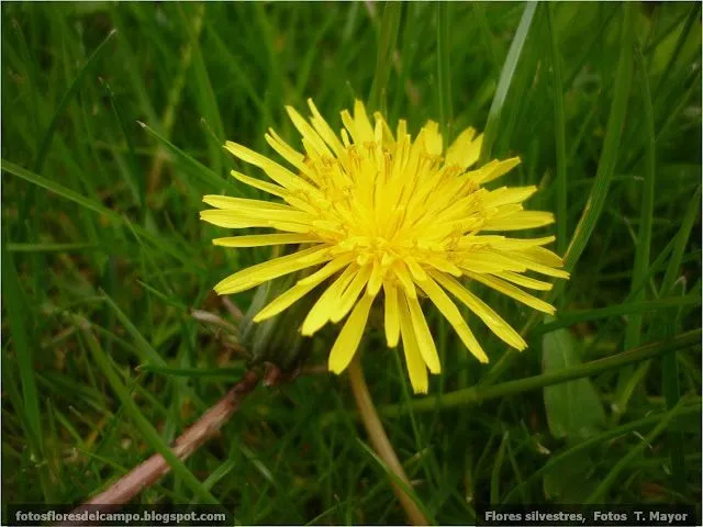 Flores y plantas silvestres: "Taraxacum officinale". Diente de ...