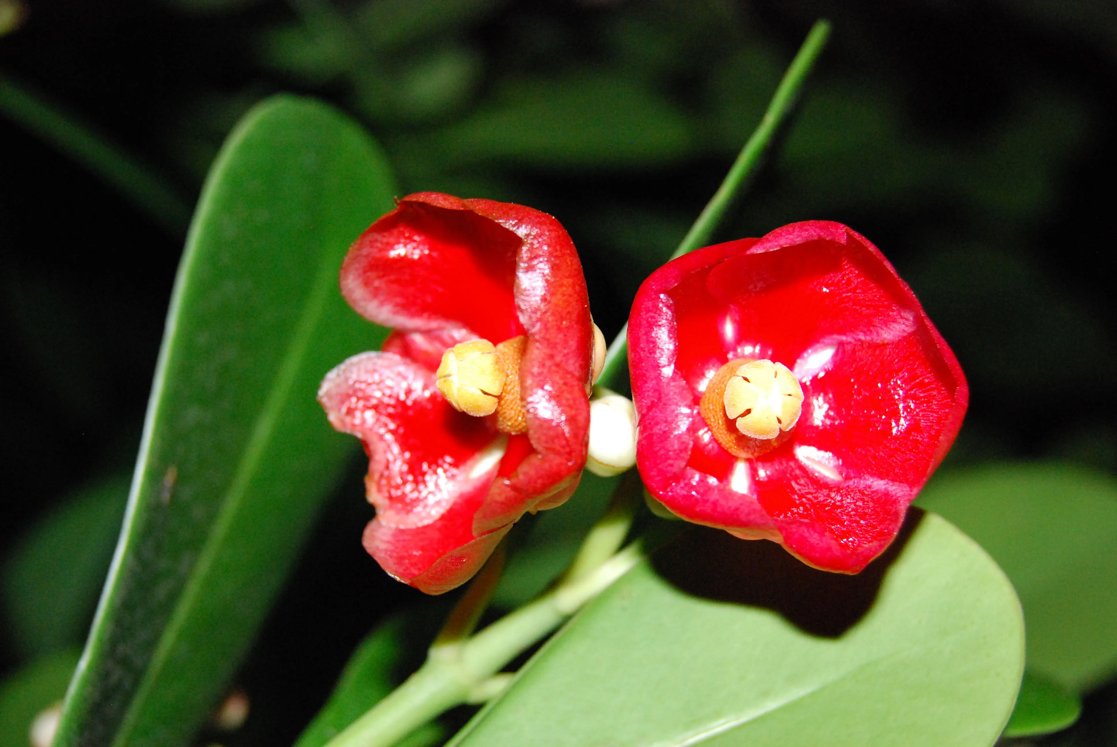 Flores de plástico? | Flickr - Photo Sharing!