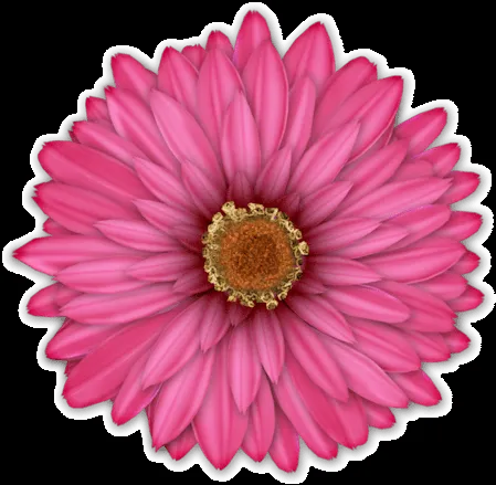 Flores png para photoscape - Imagui