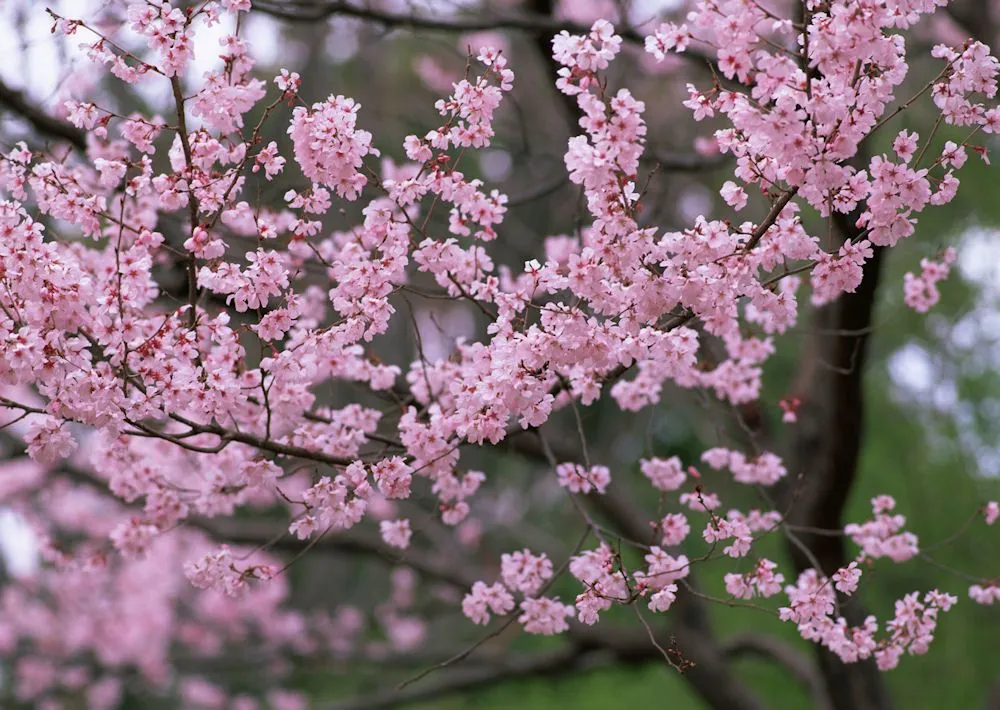 Flores de Primavera I (20 imágenes muy lindas) | <!-- Start ...