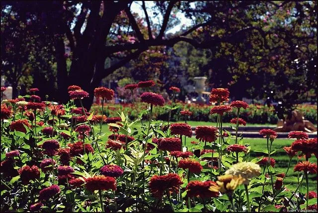 Flores Reales Jardines del Príncipe - Aranjuez | Flickr - Photo ...