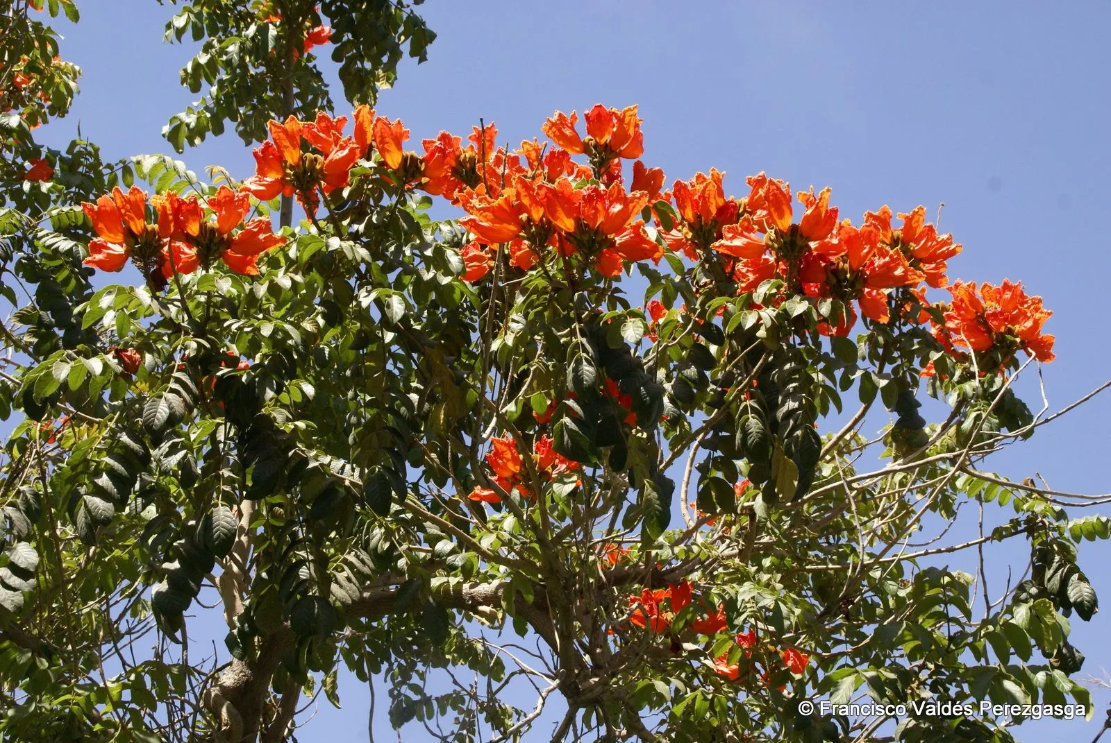 Flores rojas del árbol desconocido | Flickr - Photo Sharing!