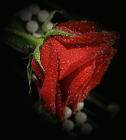 FLORES ROJAS: GIF ANIMADAS PARA REGALAR | Tarjetas y Postales ...