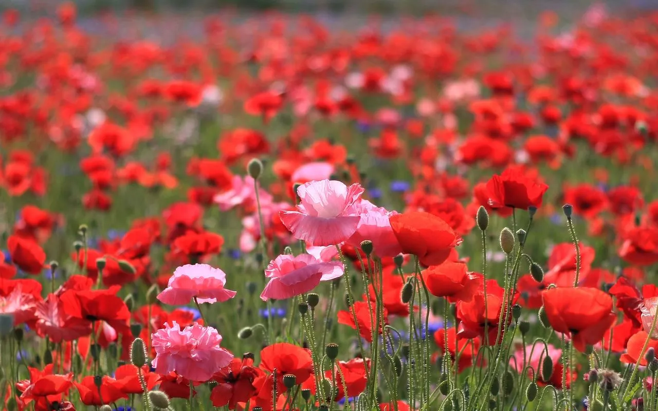 Flores Rojas en HD - Red Flowers | Fotos e Imágenes en FOTOBLOG X