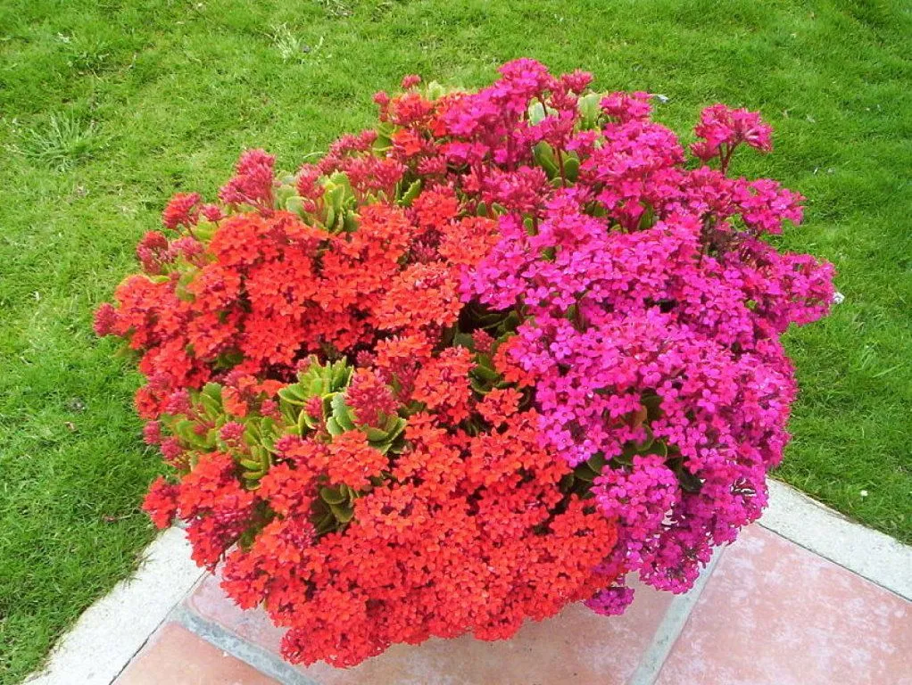 flores rojas pequenas | Cuidar de tus plantas es facilisimo.