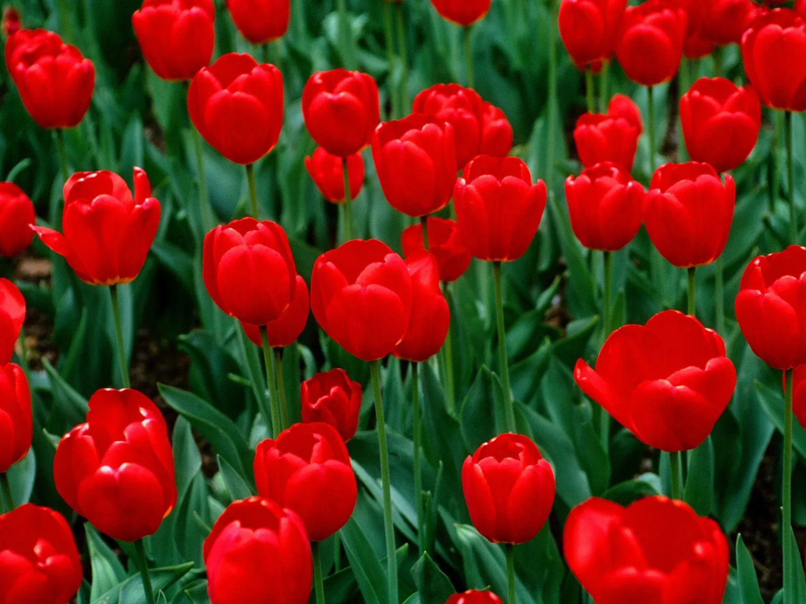 Flores Rojas - Red Flowers - Wallpapers | Fotos e Imágenes en ...