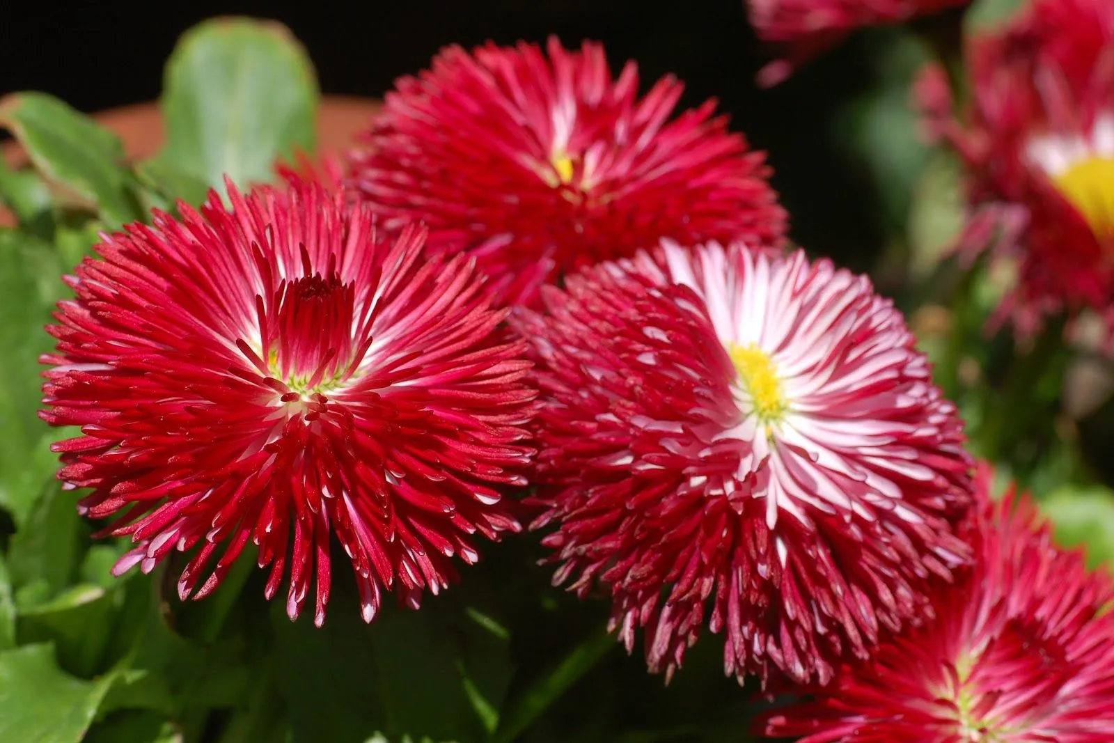 Flores Rojas - Red Flowers - Wallpapers | Fotos e Imágenes en ...