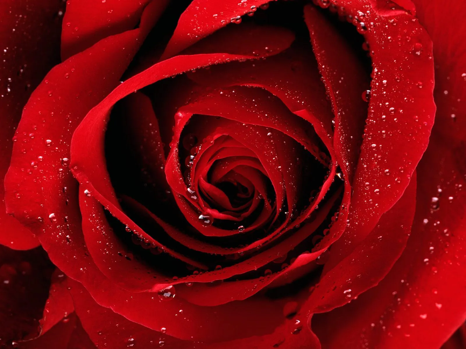 Flores Rojas - Red Flowers - Wallpapers | FOTOBLOG X