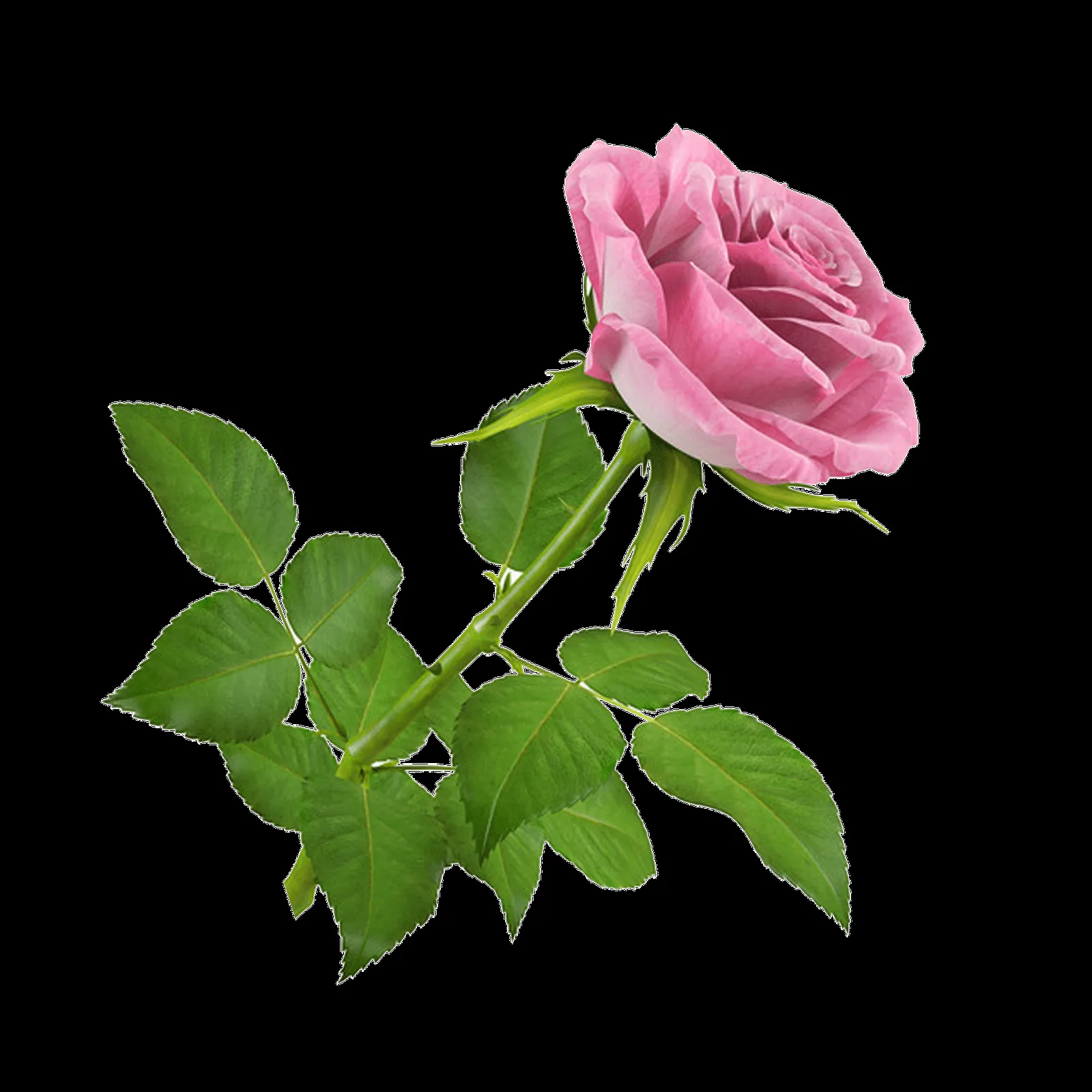 Flores rosadas en png - Imagui