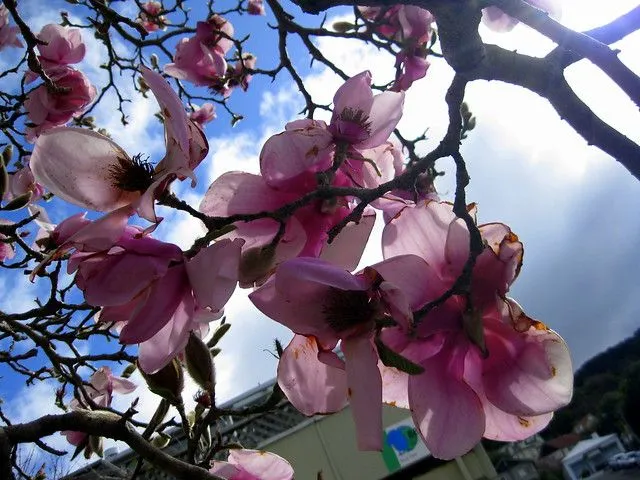 Flores rosas de los árboles de la universidad | Flickr - Photo ...