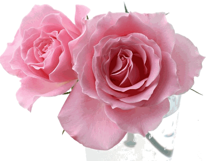 Flores rosas png - Imagui