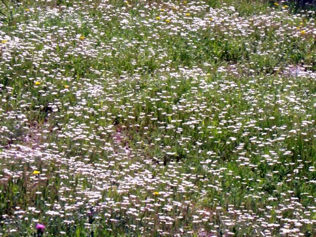 Flores silvestres.