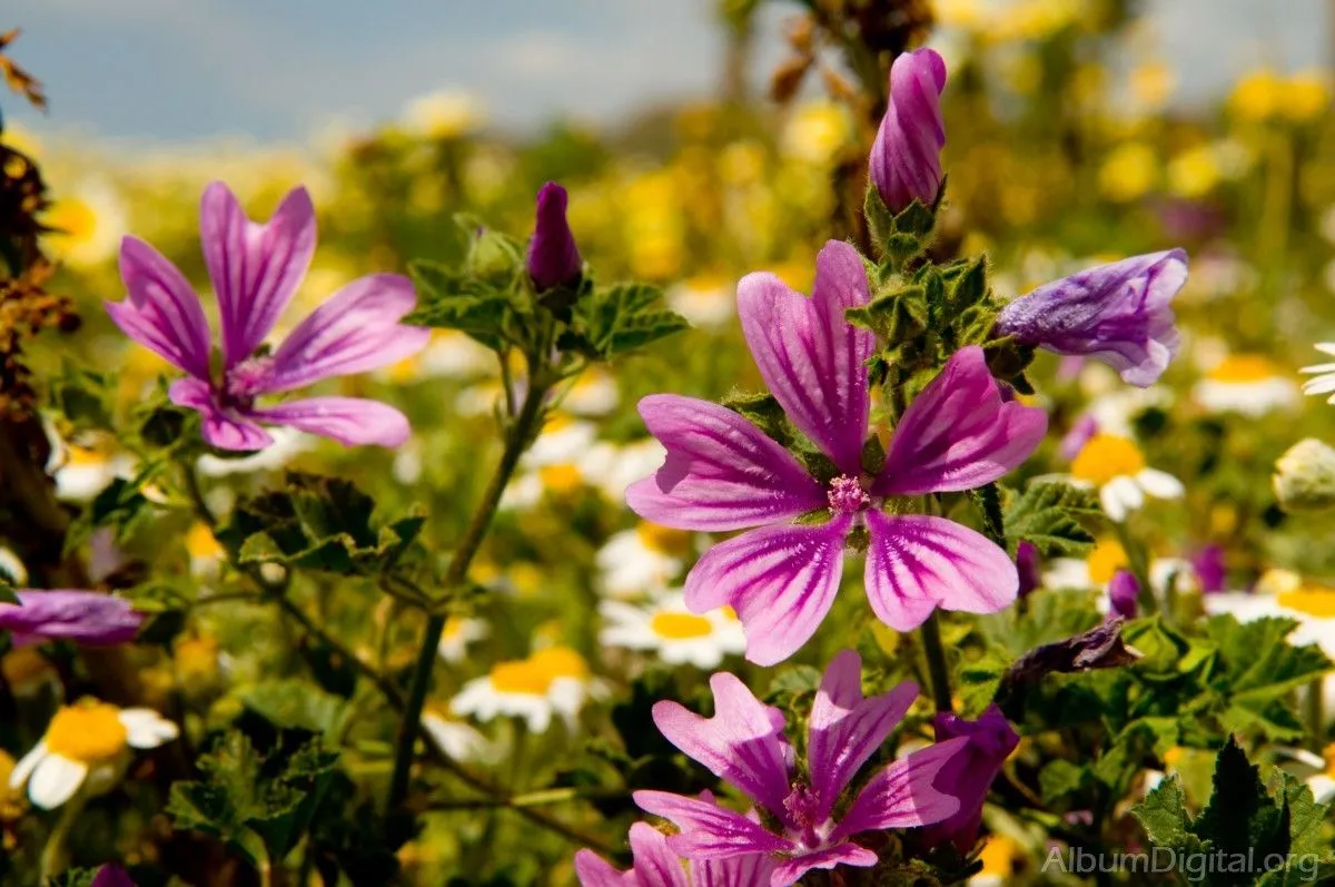 Flores silvestres