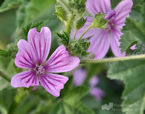 Flores silvestres moradas - Imagui