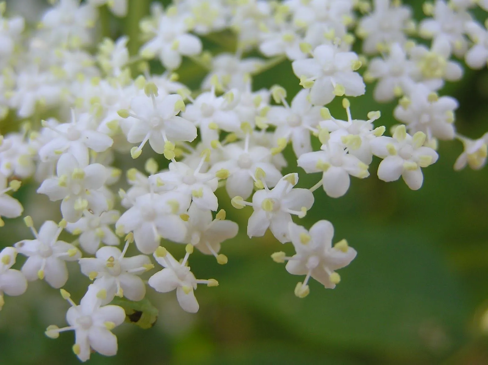 Flores Silvestres: Sambucus nigra