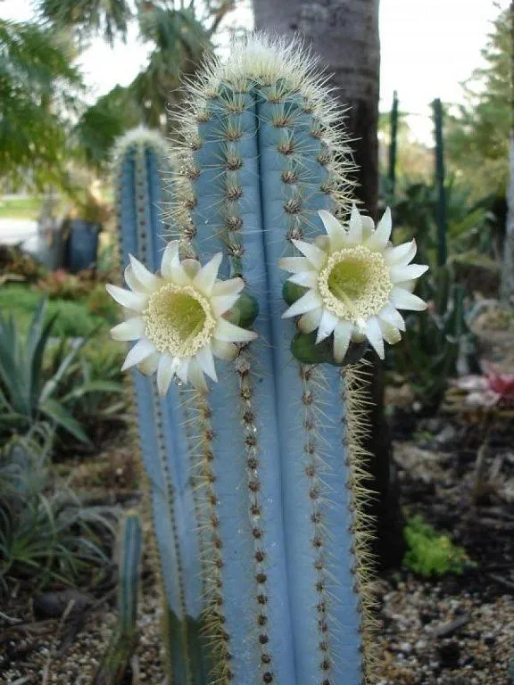 flores de suculentas (2) | Cuidar de tus plantas es facilisimo.