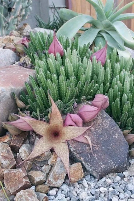 flores suculentas (3) | Cuidar de tus plantas es facilisimo.