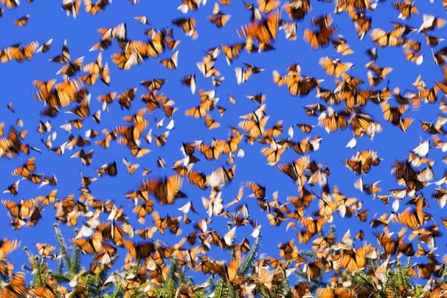 LAS FLORES DEL TEIDE NARRAN: EL HOMBRE MARIPOSA de Mary Rancel