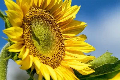 Flores de verano | Cuadros de flores: Girasol