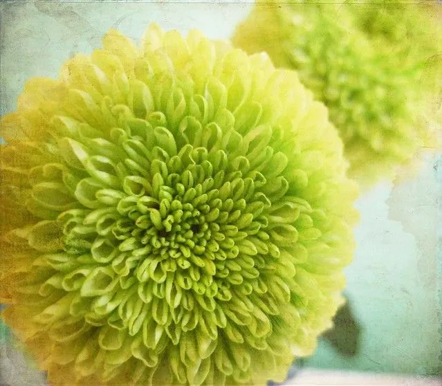 2 flores verdes / 2 green flowers | Flickr - Photo Sharing!