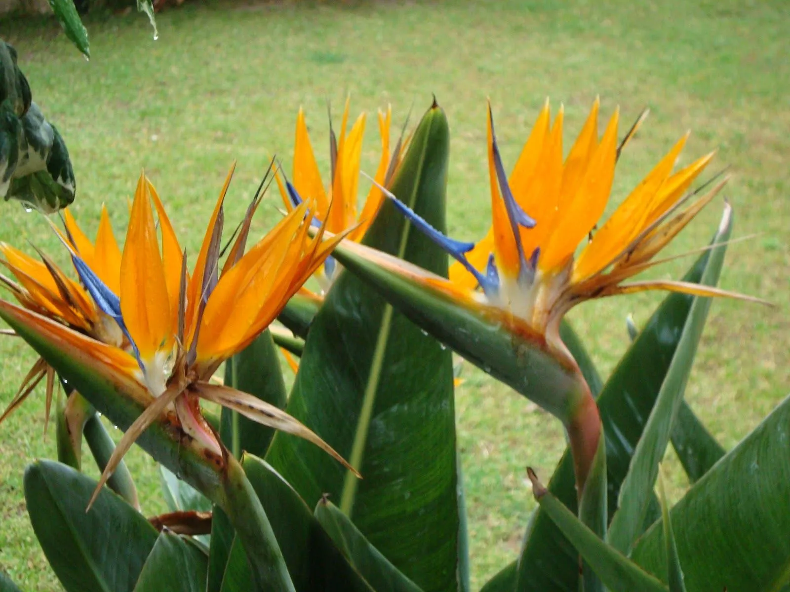 Floresamatxo. Todo sobre las Flores: consejos para cuidar tus ...