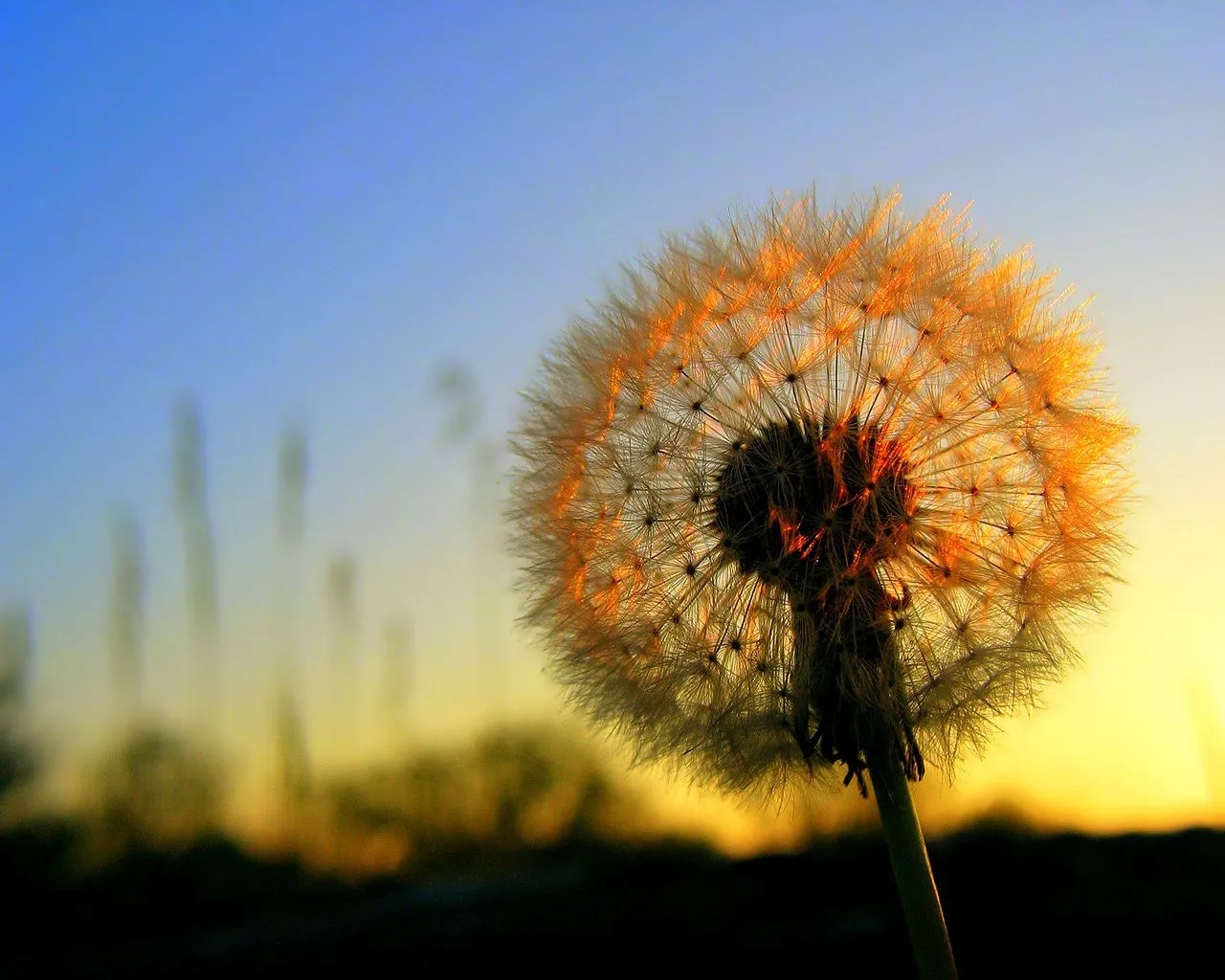 florescer flor e ser flor de ser flor no ser flor o que quer ser flor ...