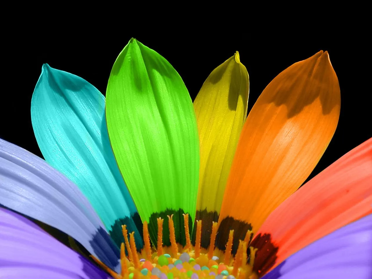 Flores Animadas De Colores - EsPix