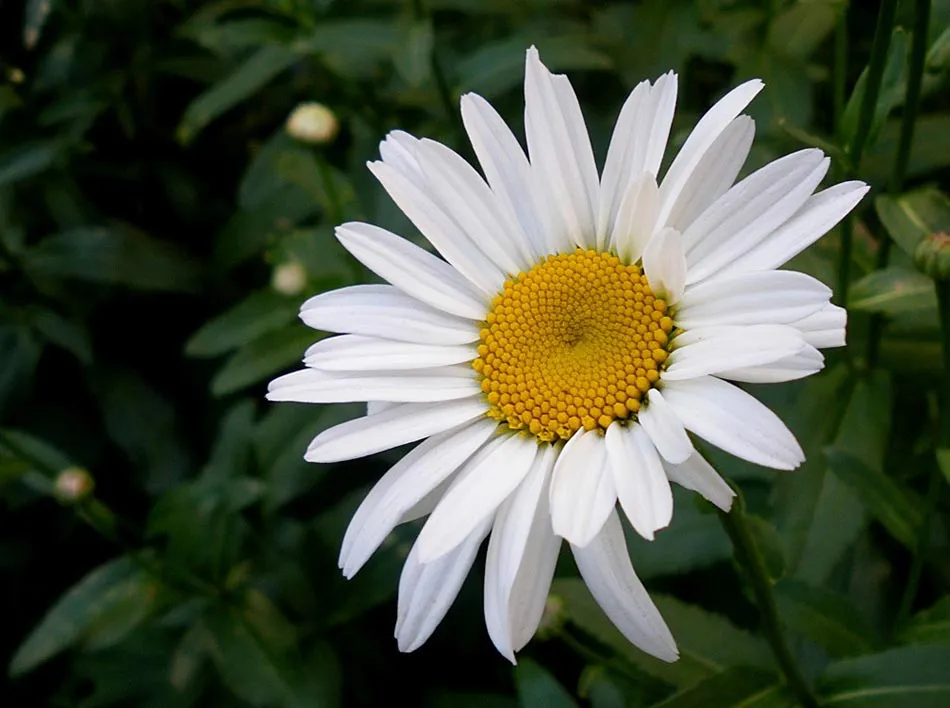 FloresReales.cl: Lirios y margaritas, excelentes purificadores del ...