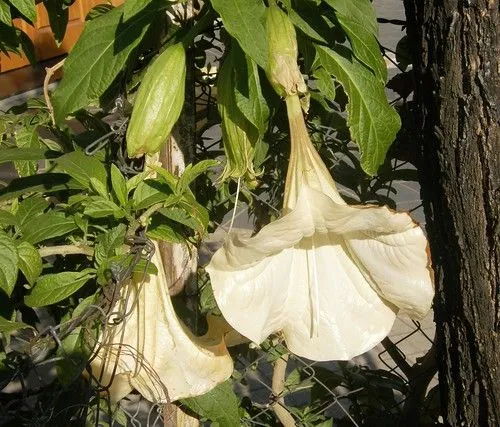 Floripondio - Imágenes del Mundo Vegetal - Im. Plantas - Galería ...