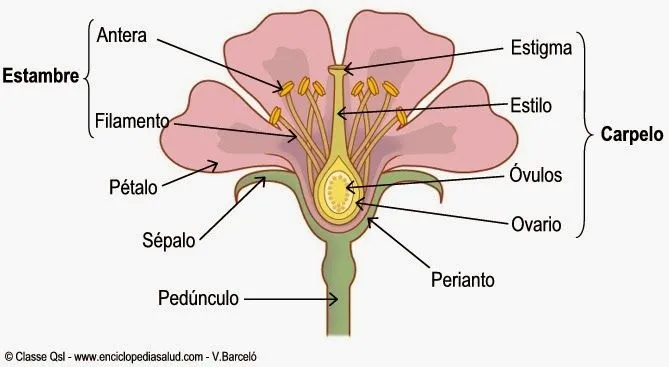 Floristería La Primavera : La Flor