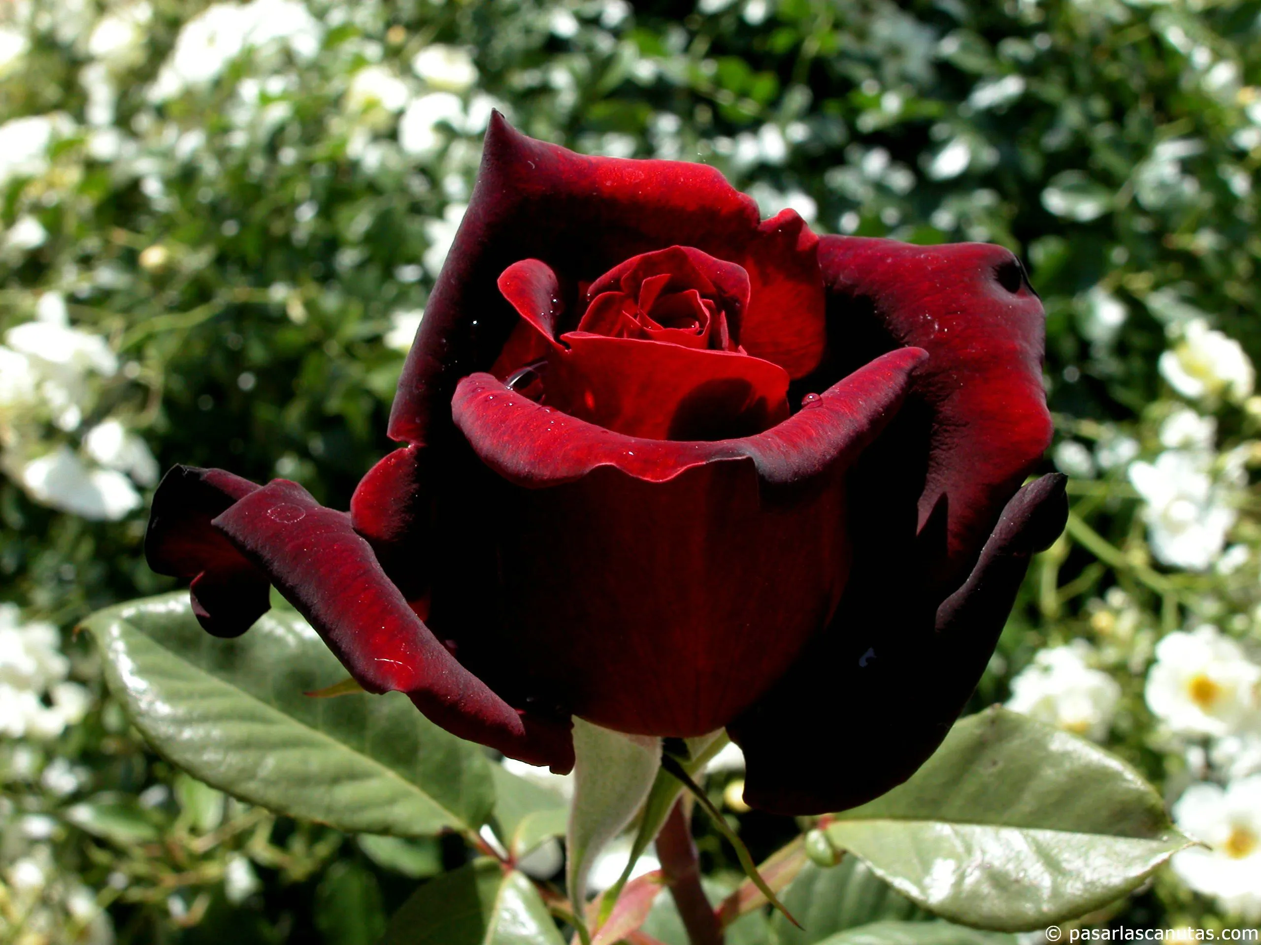 flor_rosa_negra_roja_Black_Queen_2560x1920