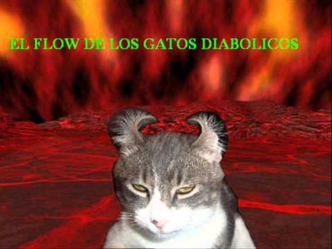 EL FLOW DE LOS GATOS DIABOLICOS OS TRAEN...Juampa y la raja la ...