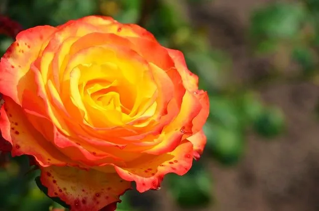 Flower - Orange Galaxy, flor, rosas, flores, flowers, | Flickr ...