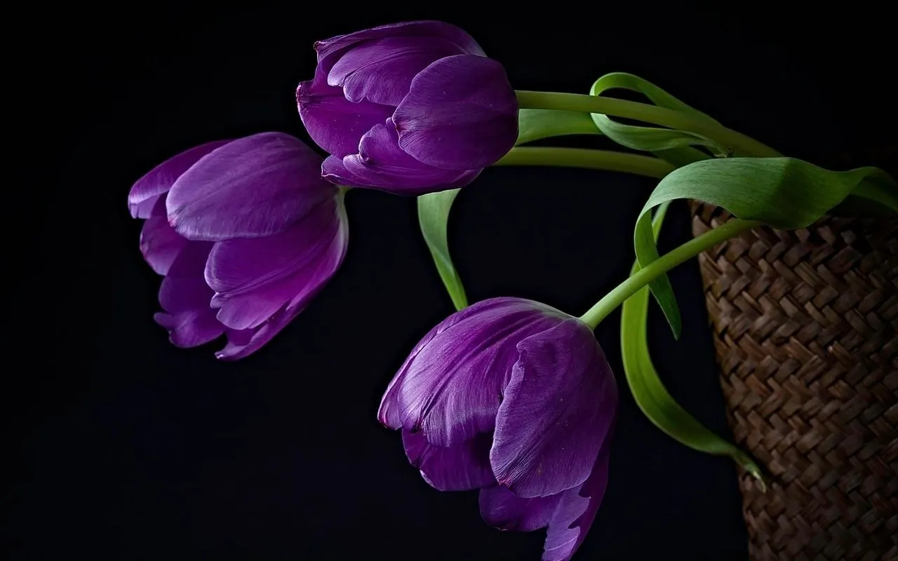 Flowers For > Tulipan Morado