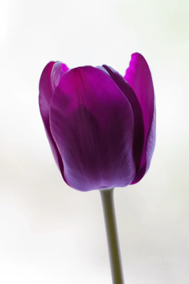 In Vitreo: Tulipán morado