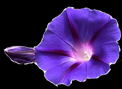 Flowers / PNG.