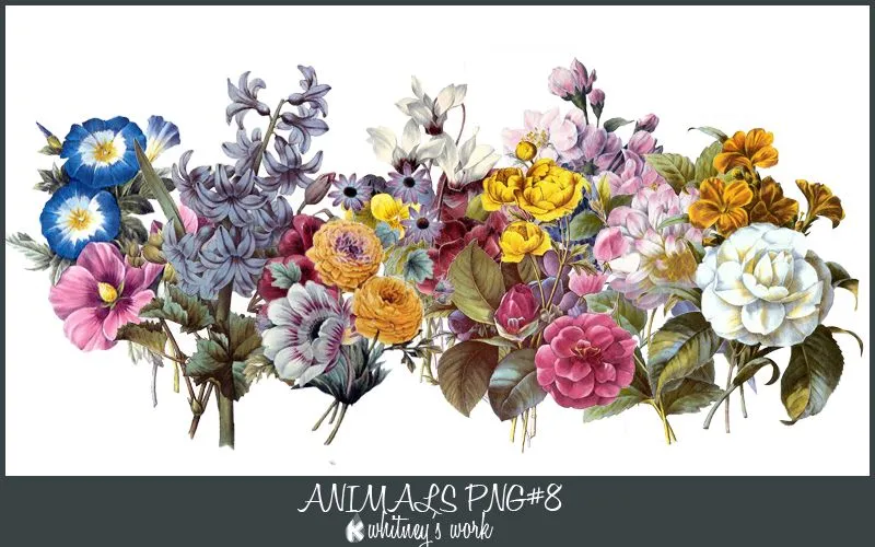 Flowers PNG by Kmhwhitney on deviantART