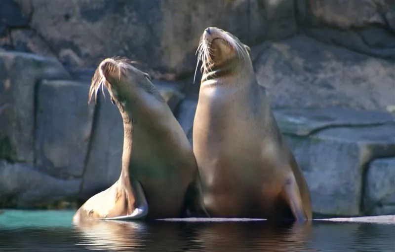 Foca | Aprende las principales caractererísticas del Mundo Animal ...